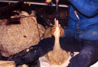 Pato em alimenta��o for�ada.