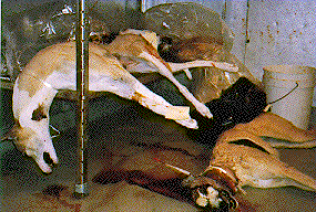 Cachorros mortos.
