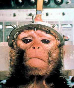 Macaco.