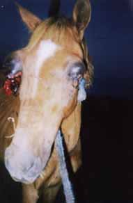 Animal espancado nos olhos pelo pr�prio dono.