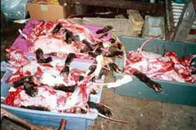 Restos de animais ap�s a retirada das peles. 