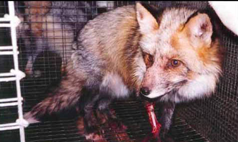 O animal fica dias assim, sem tratamento, at� a morte cruel.