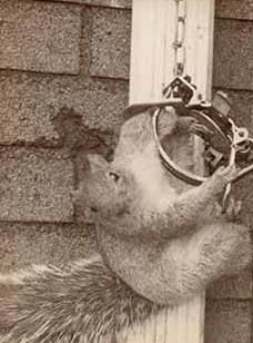 Esquilo preso em armadilha.