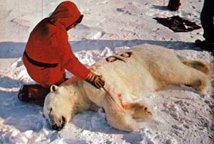Urso polar.