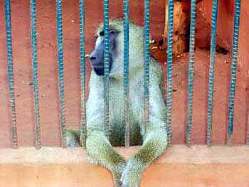 Macaco preso.