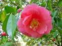 Flower Photo