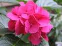 Flower Photo