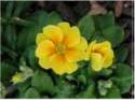 Flower Photo