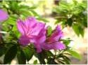 Flower Photo