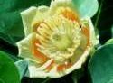 Flower Photo