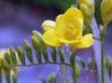 Flower Photo