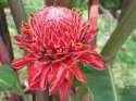 Flower Photo
