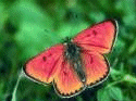 Butterfly Photo
