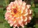 Flower Photo