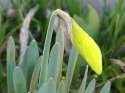 Flower Photo