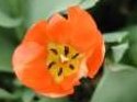 Flower Photo