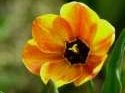 Flower Photo