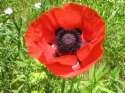 Flower Photo