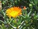 Flower Photo