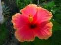 Flower Photo