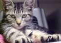 Cat Photo