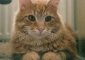 Yellow Cat Photo