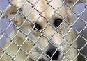 Photo of Dog behind fence