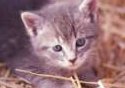 Kitten Photo