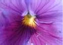 Pansy Photo