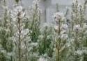 Ice Covered Pine Trees Photo