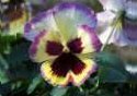 Pansy Photo