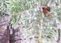 Icy Pine Branches