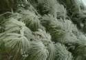 Icy Pine Branches