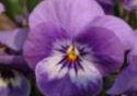 Purple Pansy Photo