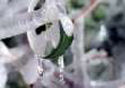 Icy Branches