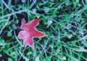 Icy Grass and Red Leaf Photo