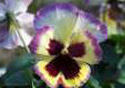 Yellow and Purple Photo