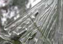 Icy Pine Branches