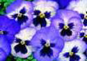 Blue Pansies Photo