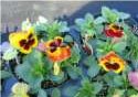 Pansies Photo