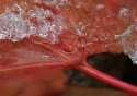Icy Red Leaf Photo