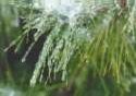 Icy Pine Needles Photo