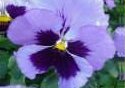 Blue Pansy Photo