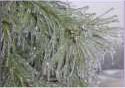 Icy Pine Needles Photo