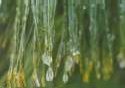 Icy Pine Needles Photo