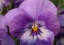 Purple Pansy Photo