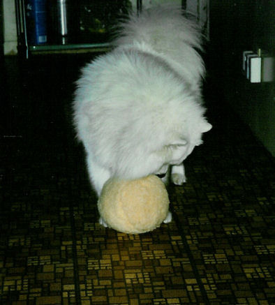 Frosty with his new stuffed ball