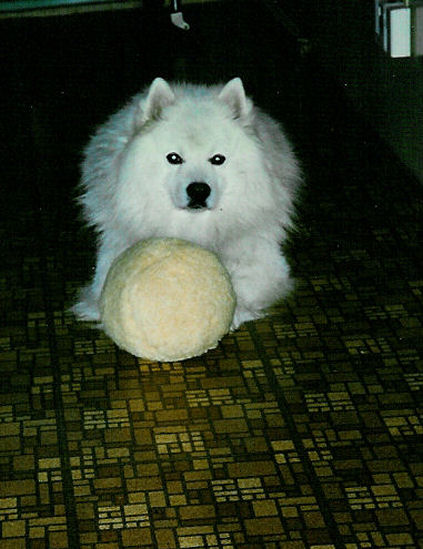 Frosty guarding his new stuffed ball