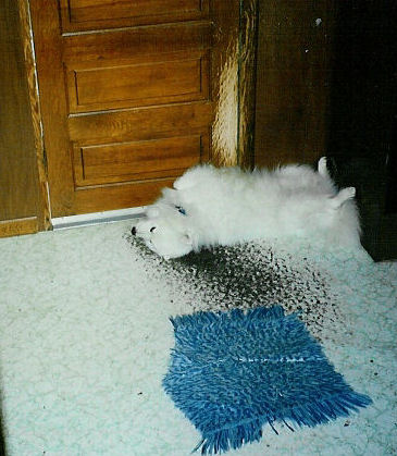 Frosty sleeping by the back door hoping for a cool draft