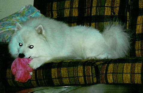 Frosty with his new stuffed pink teddy bear